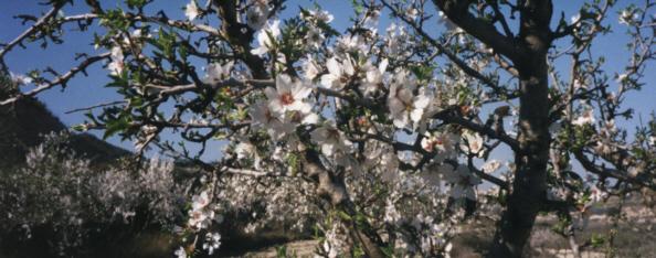 Los almendros alegran la primavera en Mallorca