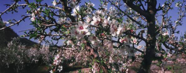 Almond Trees in Bloom is one of the prettiest landscapes in Majorca